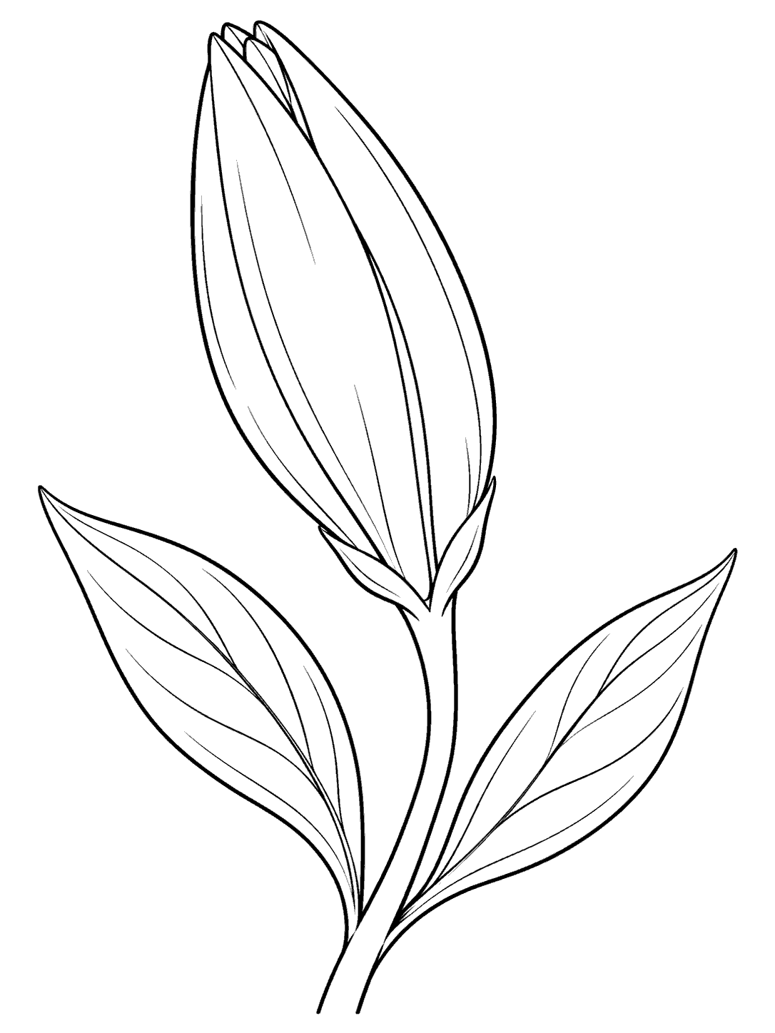 Black line art of an unopened lily bud with two veined leaves on a curved stem, on a white page.