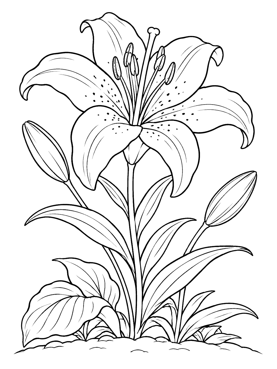 Black line art of a large blooming lily with two unopened buds, broad leaves, and a curved garden bed line.
