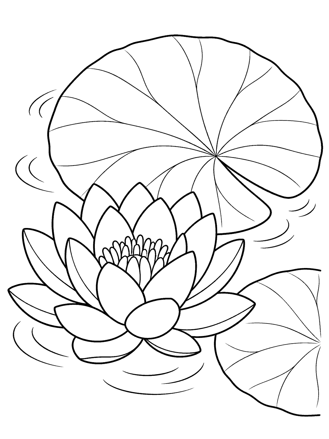 Open lotus beside two radiating-vein floating leaves, with gentle water ripples.
