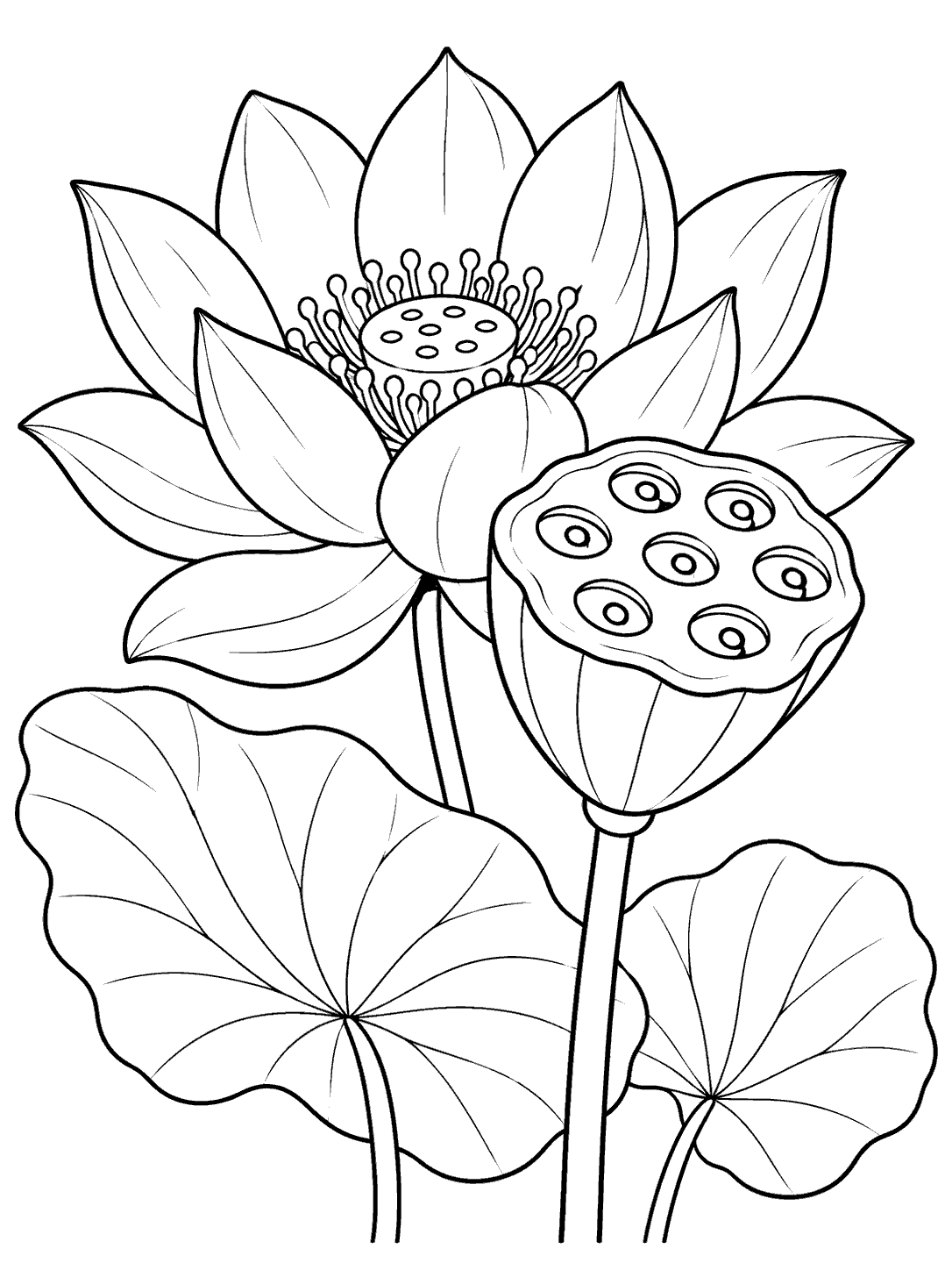 Black-and-white lotus coloring page with a large seed pod, open flower, and two broad leaves