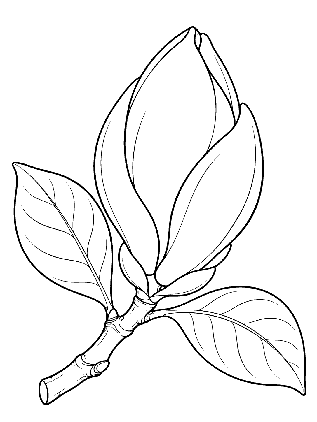 Unopened magnolia bud with leaves on a short branch coloring page