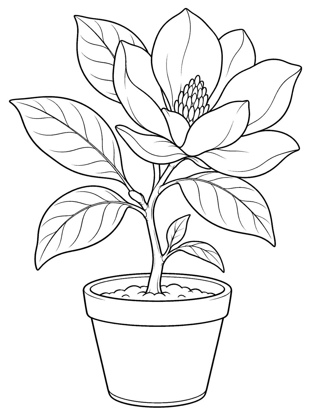 Black and white coloring page of a potted magnolia sapling with broad leaves and one large flower
