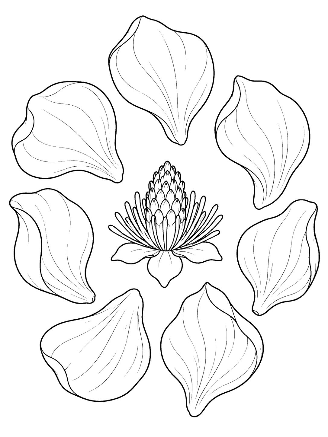 Six outlined magnolia petals arranged around a detailed flower center in a coloring page.