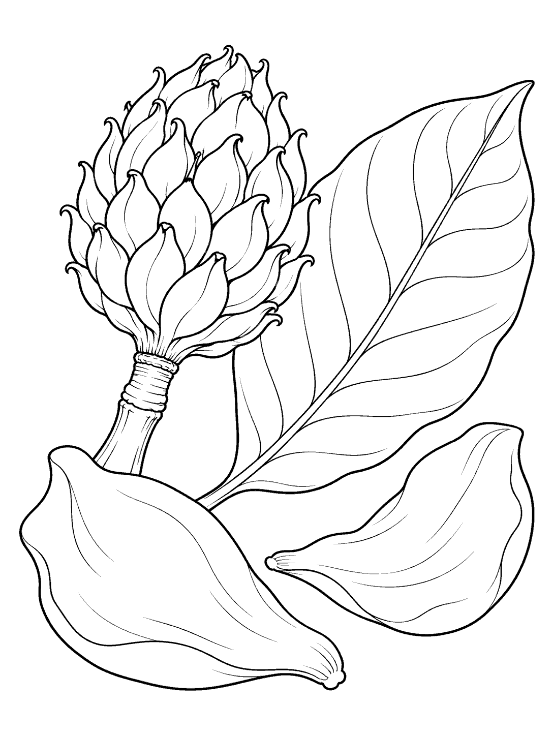 Black outline coloring page showing a magnolia seed pod, broad leaf, and two fallen petals on white.