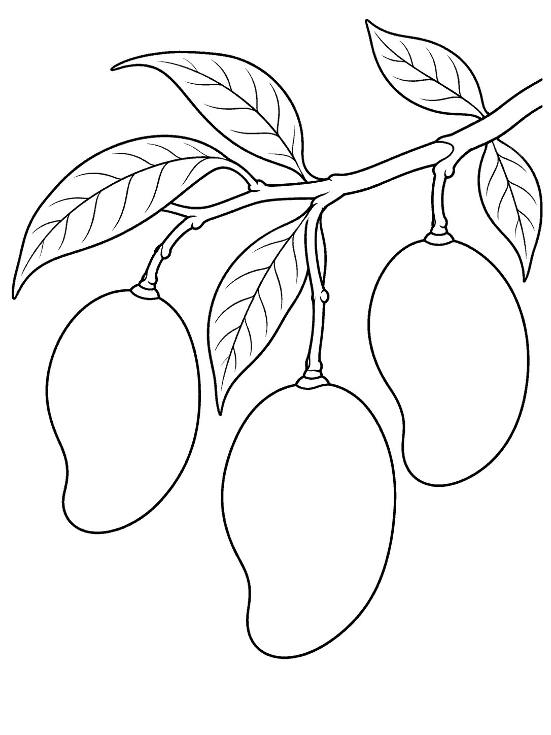 Three mangoes hanging from a curved leafy branch coloring page