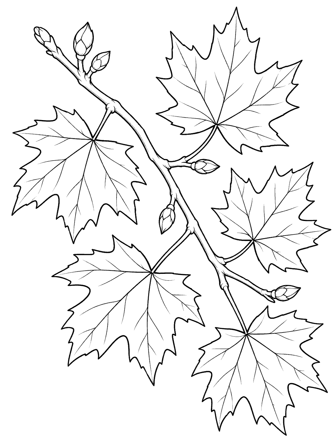 A diagonal maple branch with five outlined lobed leaves and small buds on a white background.