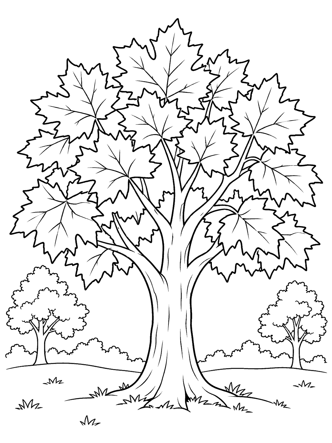 Dominant maple tree with a broad lobed canopy and two smaller trees in the distance.