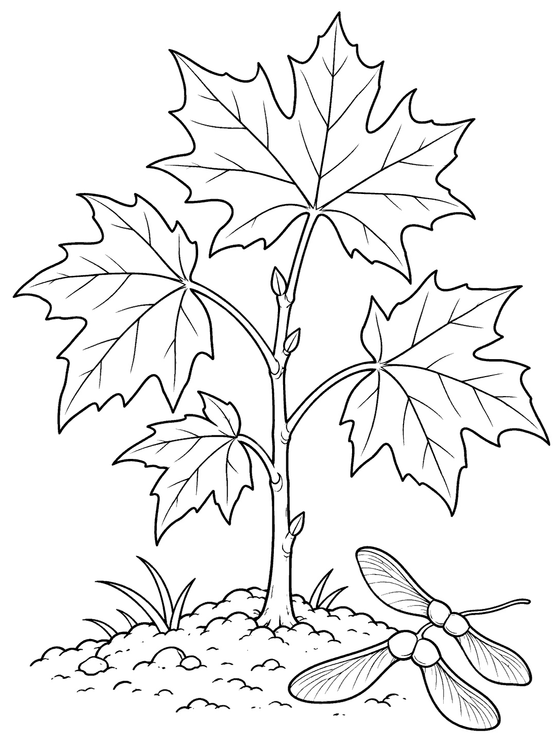 Young maple sapling with lobed leaves, soil, and winged seeds.