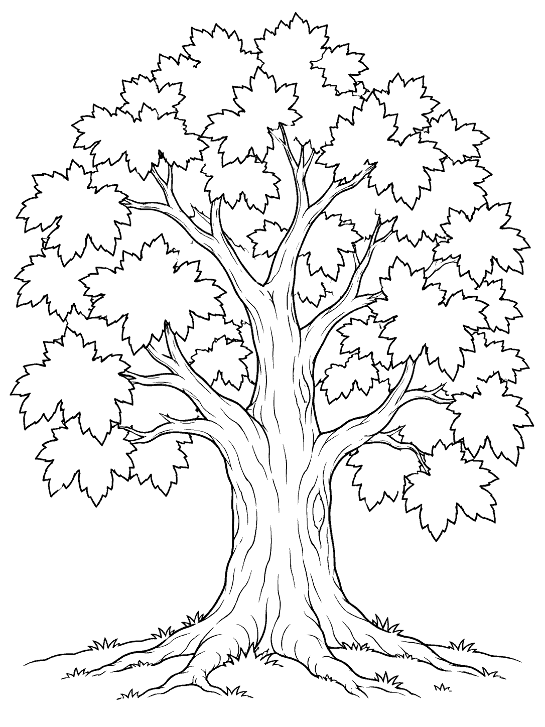 A mature maple with a broad trunk, lobed canopy, and visible spreading roots.