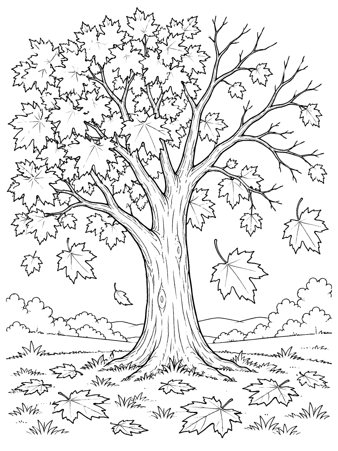 Black-and-white coloring page of a mature maple tree with lobed leaves, open branches, falling leaves, and leaves scattered on the ground.