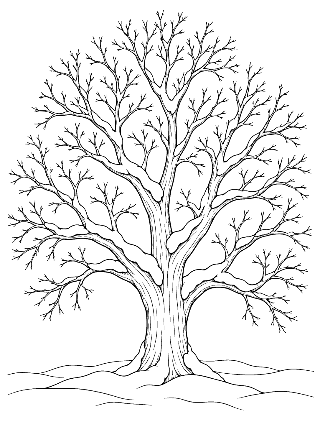 Large leafless maple tree with outlined snow resting on several branches and drifts across the ground.