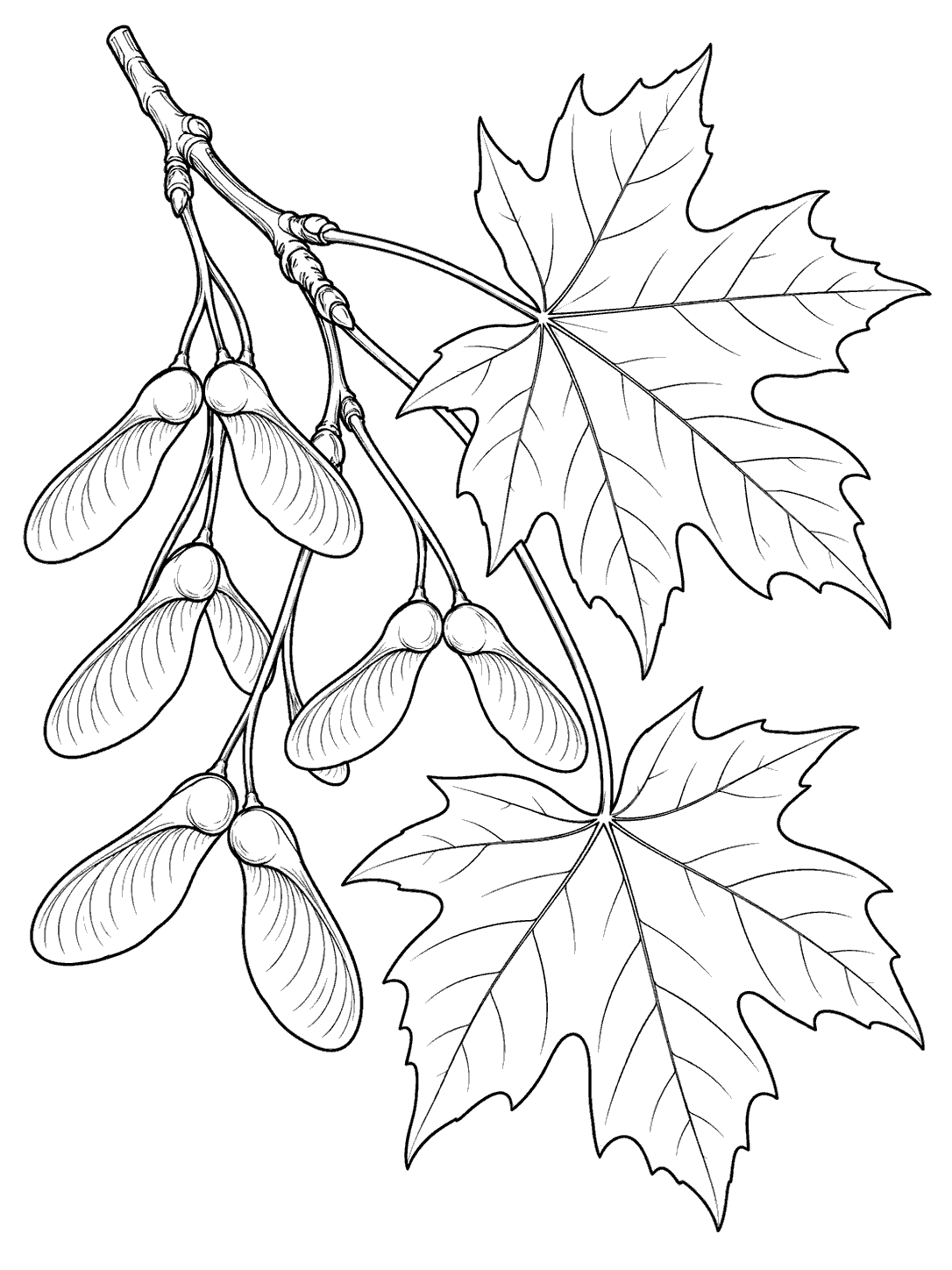Black ink coloring page showing a maple twig with several paired-wing seeds and two lobed leaves.