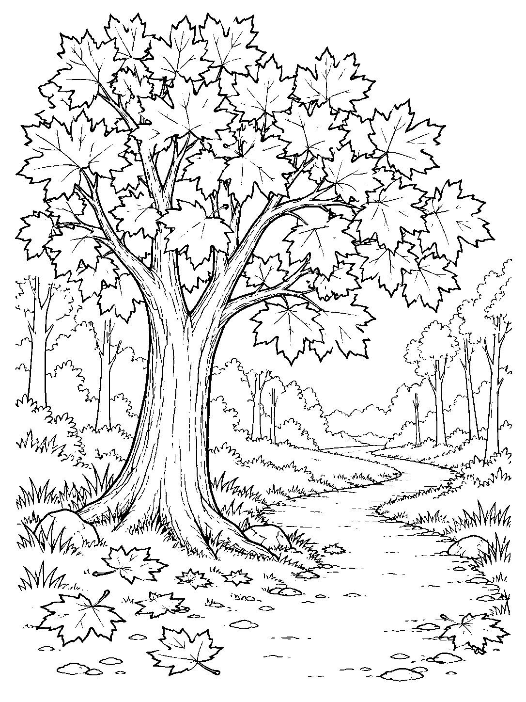 Black-and-white coloring page showing a large maple beside a gently winding woodland trail, with sparse trees and fallen leaves.