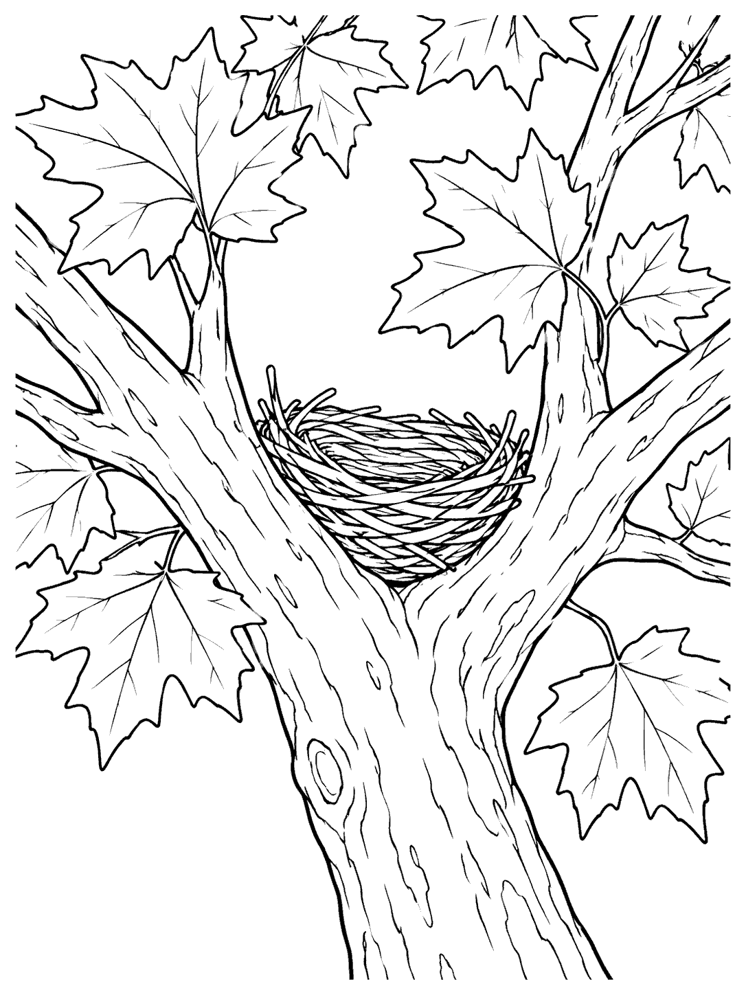 Maple tree with a woven nest in a sturdy branch fork, surrounded by large lobed leaves.