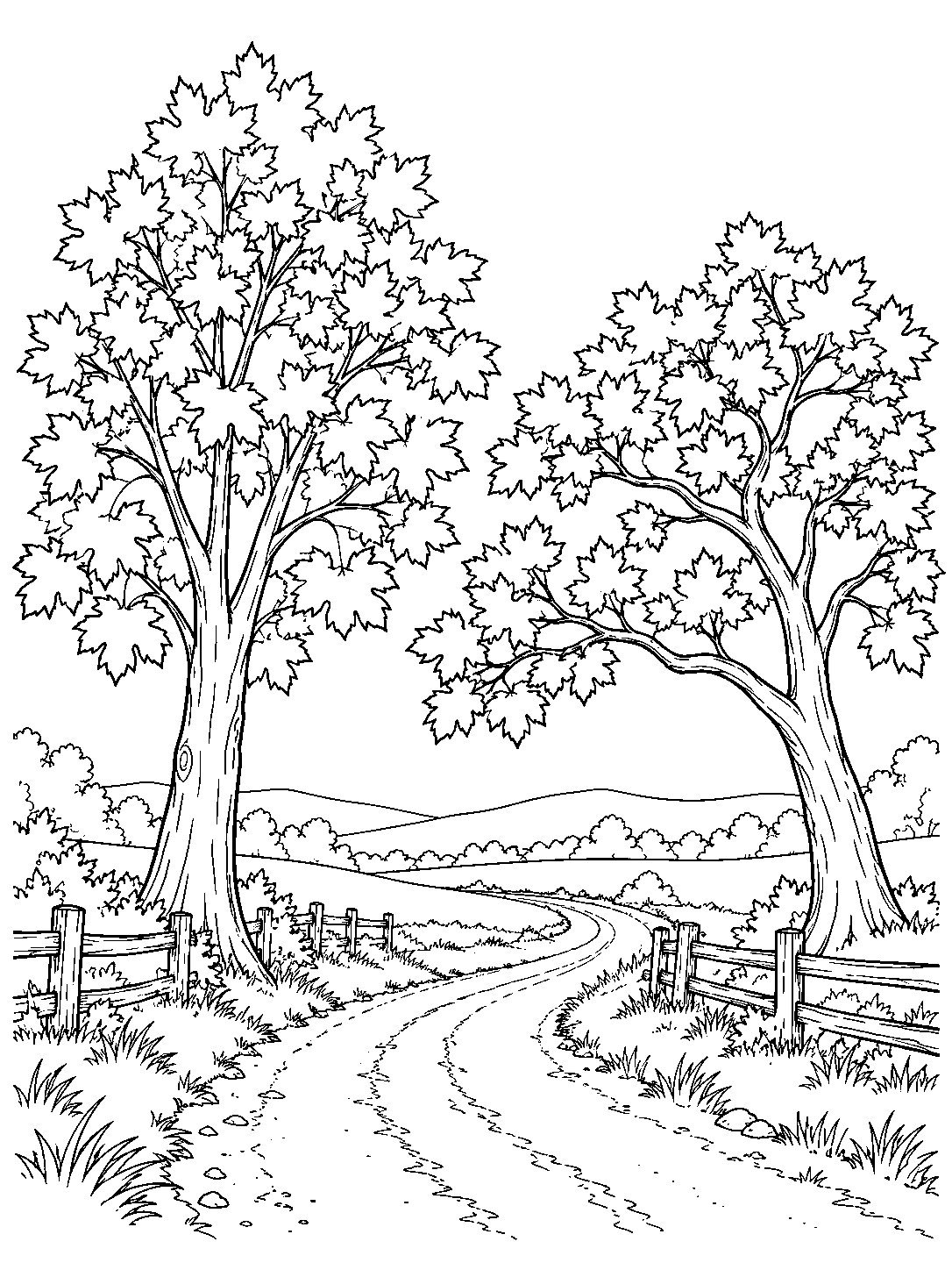 Two maple trees with different crown shapes framing a curving country lane, with fences, low hills, and open white sky.