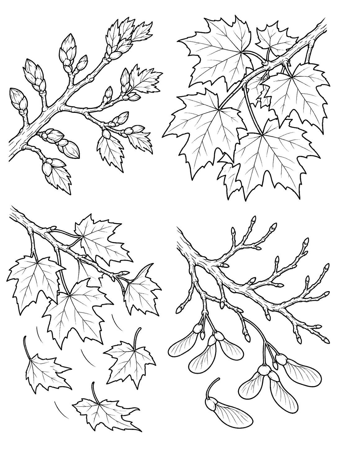 Four black-and-white maple branch vignettes: buds, full leaves, falling leaves, and a bare branch with winged seeds.