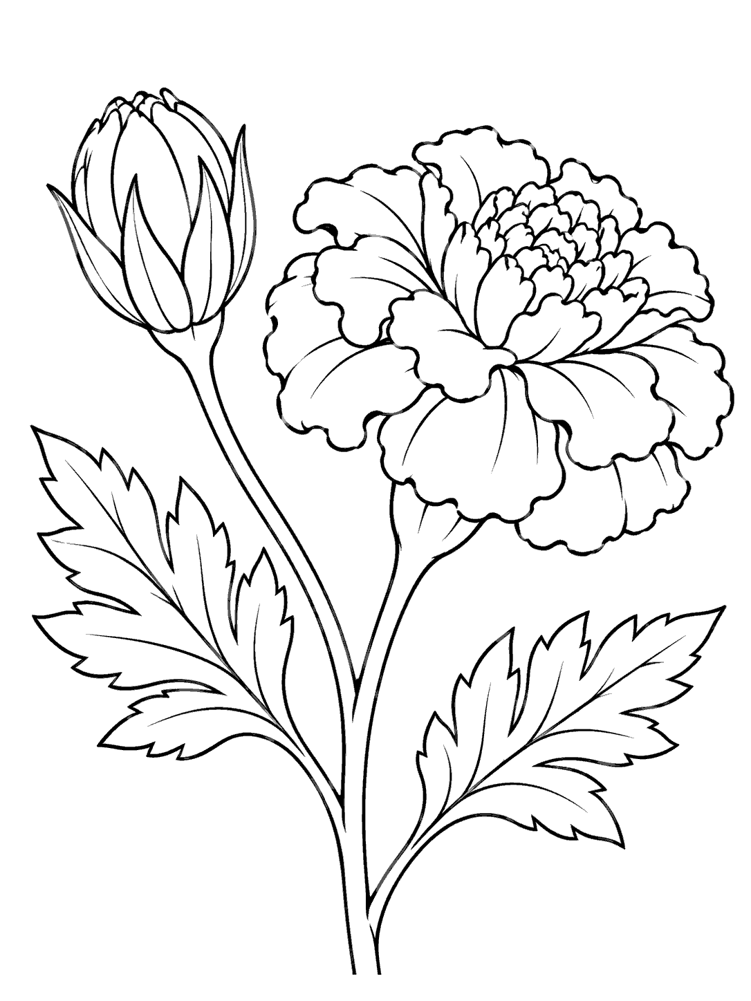 Black-and-white marigold coloring page with an unopened bud, partly opened bloom, and two leaves.