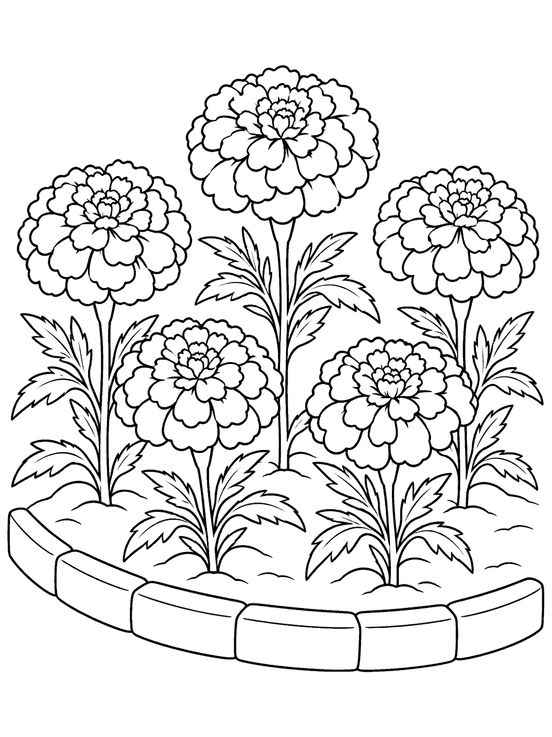 Five outlined marigold plants growing in a curved garden bed on a printable coloring page.