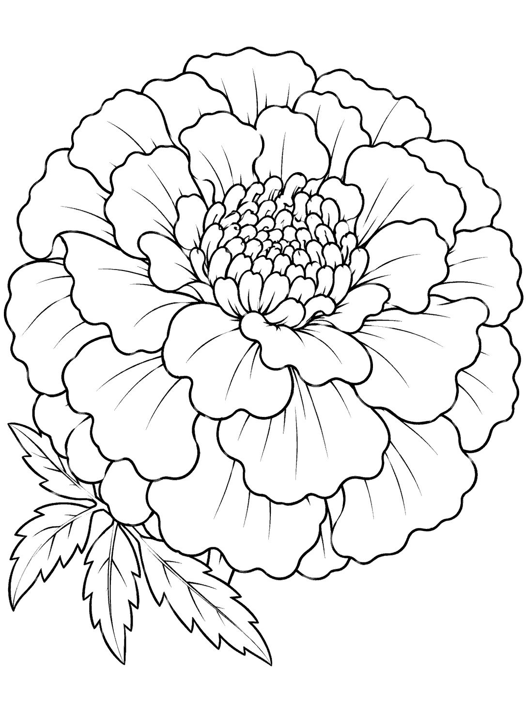 Close-up marigold flower coloring page with layered petals and a small cluster of leaves.
