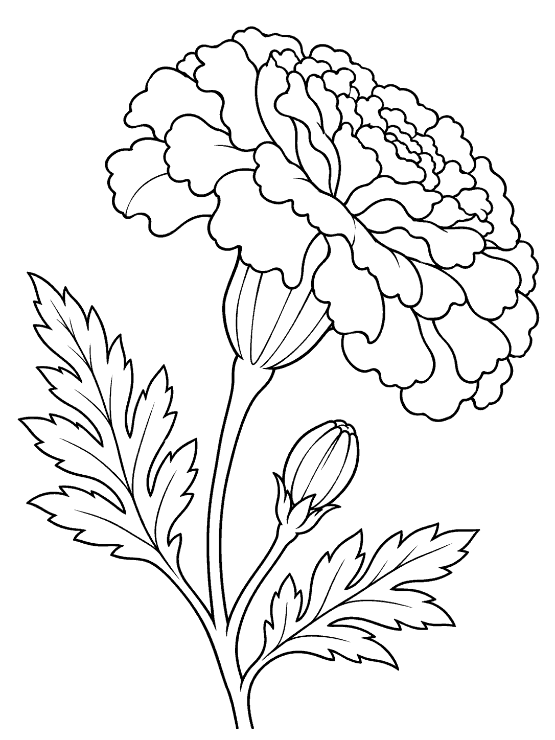 Black-outline coloring page showing a large side-view marigold, two serrated leaves, and a small bud on a white background.
