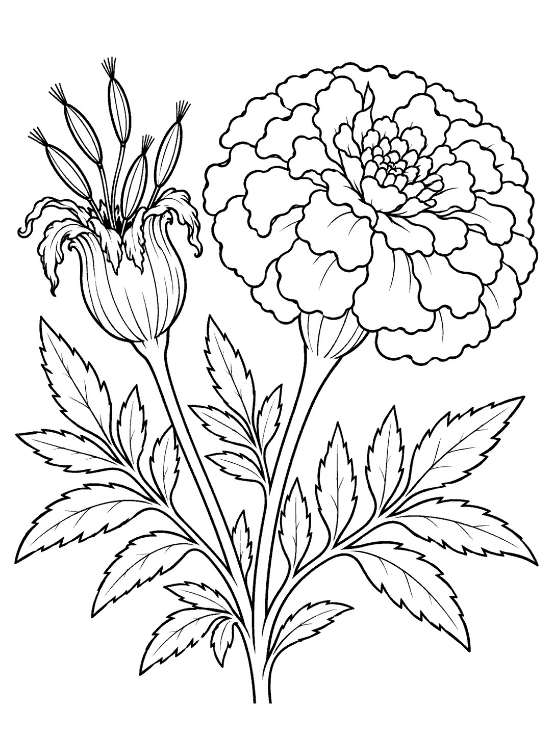 Marigold seed head and bloom coloring page