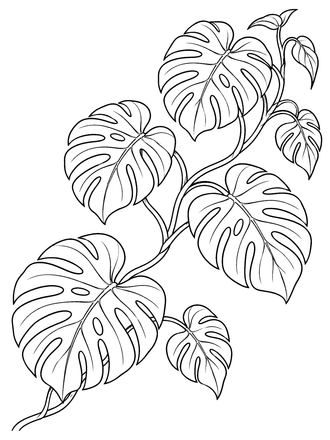 Black outline coloring page of a climbing monstera vine with varied fenestrated leaves on a white background.