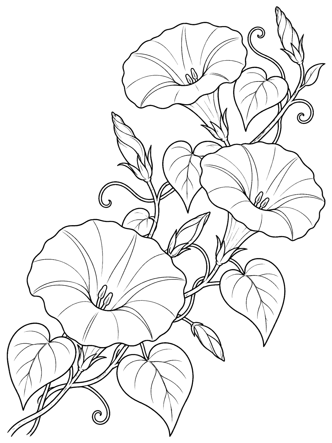 Black outline coloring page of a diagonal morning glory vine with trumpet-shaped blooms, buds, and heart-shaped leaves.