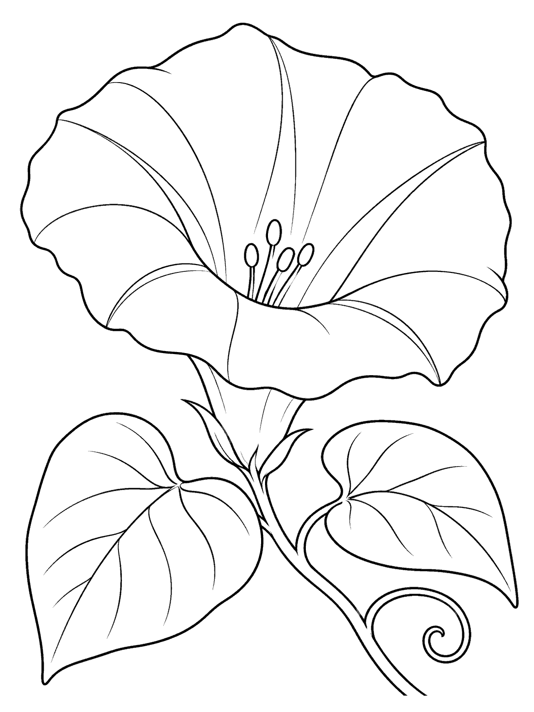 Morning glory flower close-up coloring page with a five-lobed trumpet bloom, two leaves, and a curling stem.