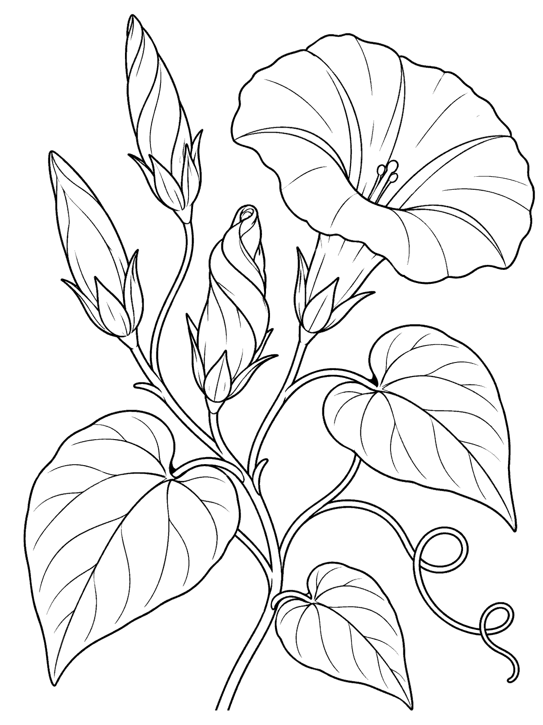 Black-and-white morning glory coloring page with four buds, an open trumpet flower, broad leaves, and a curling tendril.