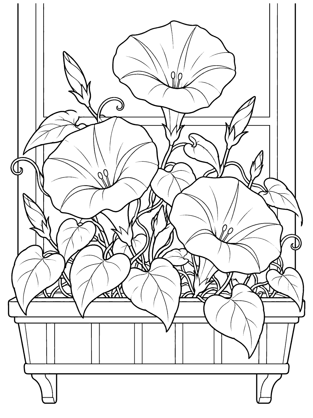 Three trumpet-shaped morning glory blooms, buds, and heart-shaped leaves fill a window box beneath simple window-frame lines.