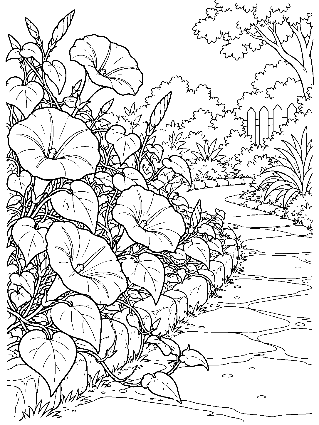 Black and white coloring page showing trumpet shaped morning glory blooms and broad leaves beside a gently curving garden path, with shrubs, a tree, and a small fence in the background.