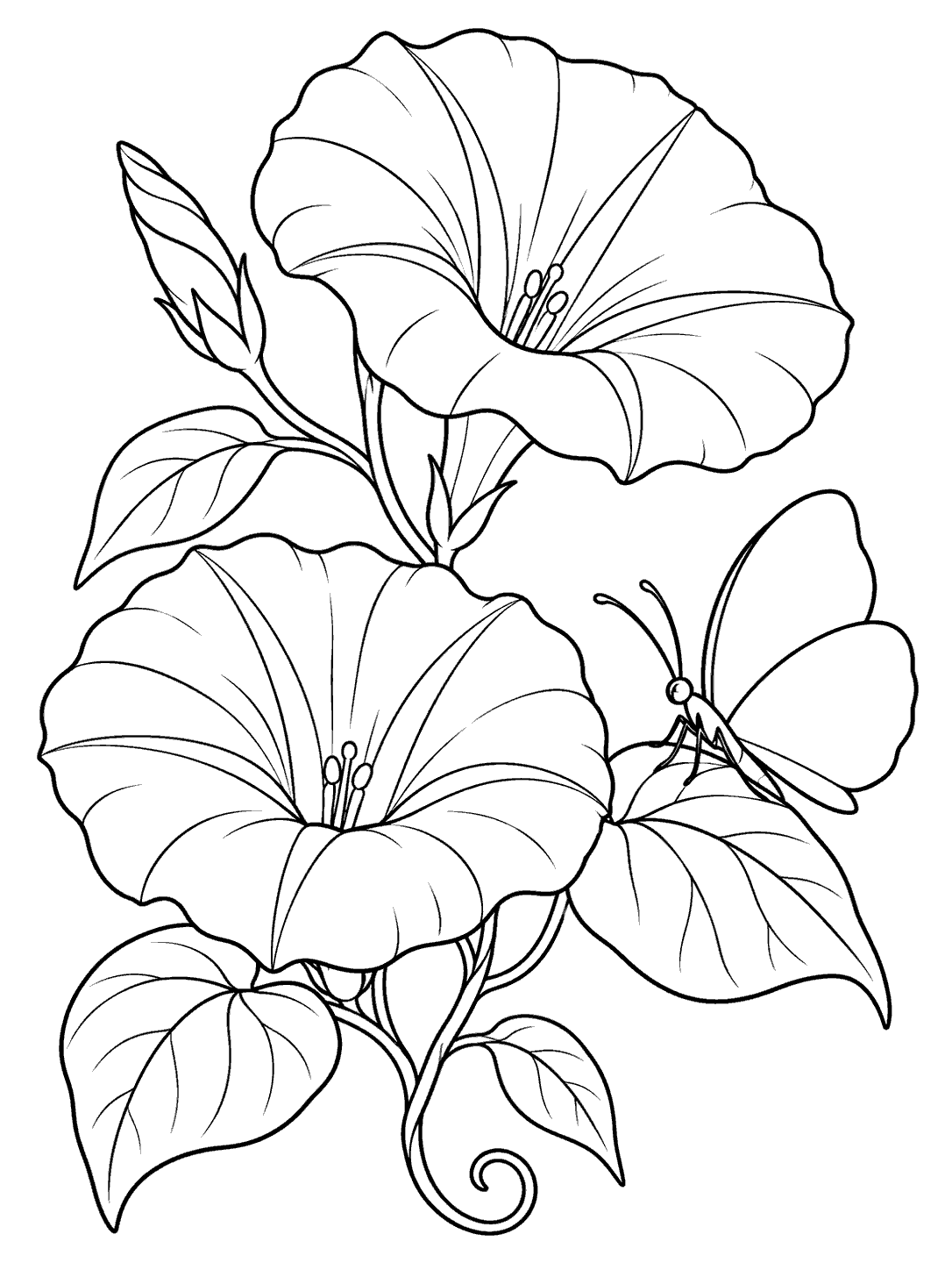 Two large morning glory flowers, leafy curved stems, and a broad-winged butterfly in black outline on white.