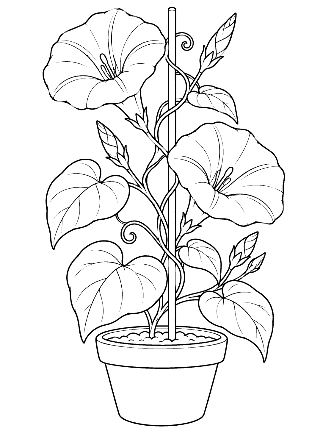 Black-and-white coloring page of a potted morning glory with two trumpet blooms, buds, heart-shaped leaves, and a support stake.