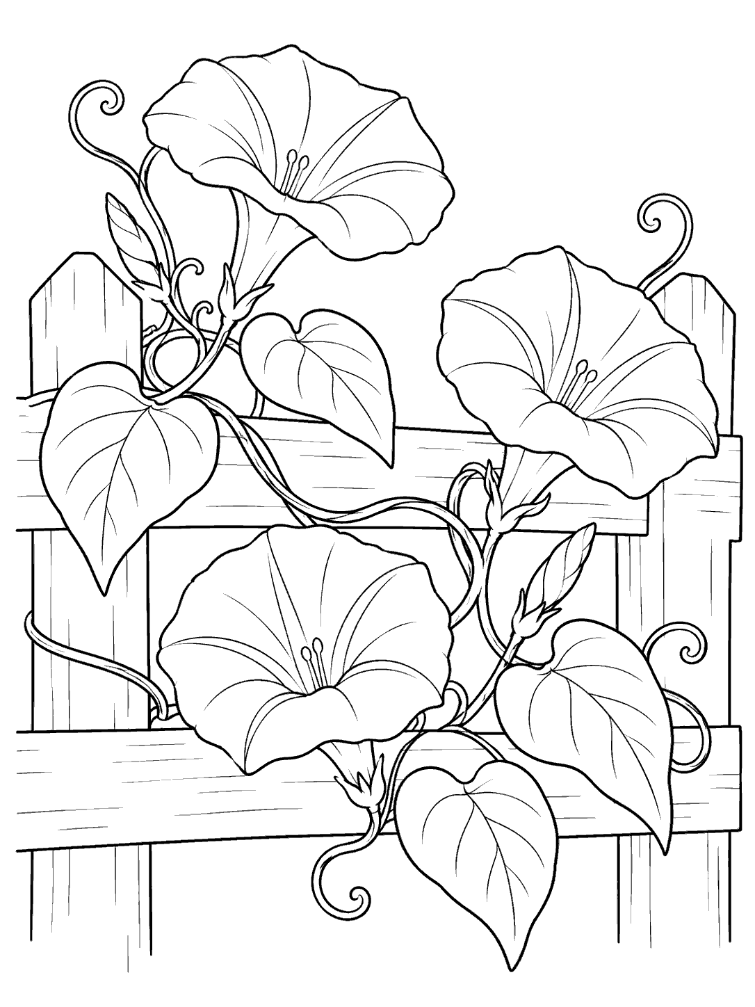 Black line-art morning glory vine with three trumpet flowers, broad leaves, and curling tendrils on a low wooden fence, within a white page margin.