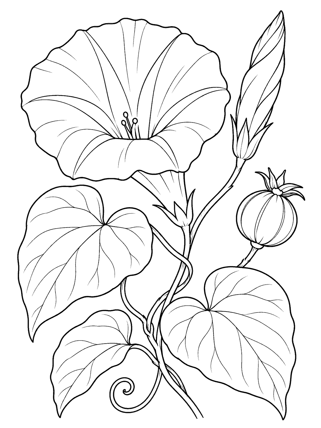 Black-and-white morning glory coloring page with a large trumpet flower, closed bud, rounded seed pod, and broad leaves.