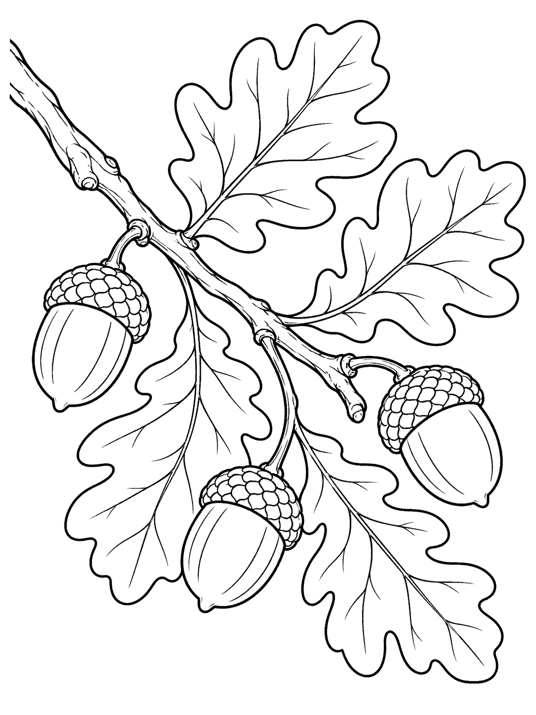 A diagonal oak branch with lobed leaves and three separate acorns, drawn in black outlines.