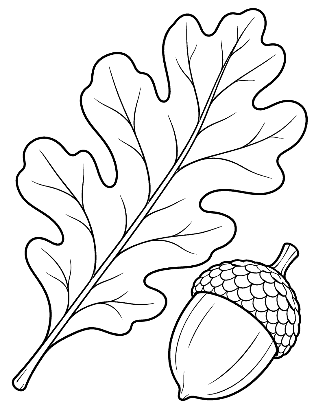 Single lobed oak leaf and acorn arranged diagonally as a botanical study.