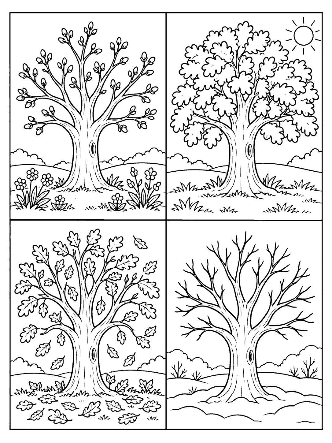 Four-panel oak tree coloring page showing spring buds, a leafy summer canopy, falling autumn leaves, and bare winter branches.