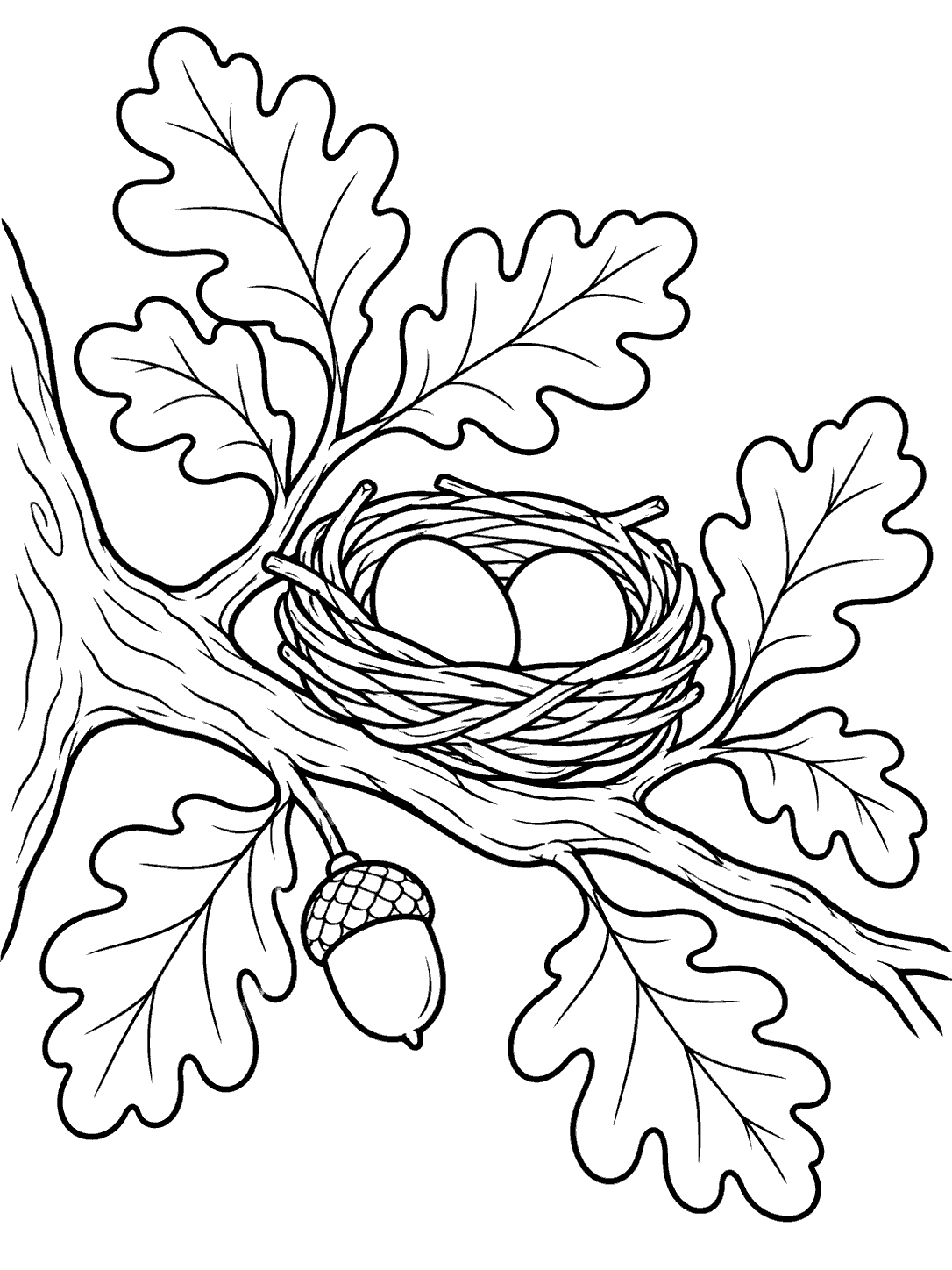 A woven nest with two eggs sits on an oak branch surrounded by lobed leaves and one acorn.