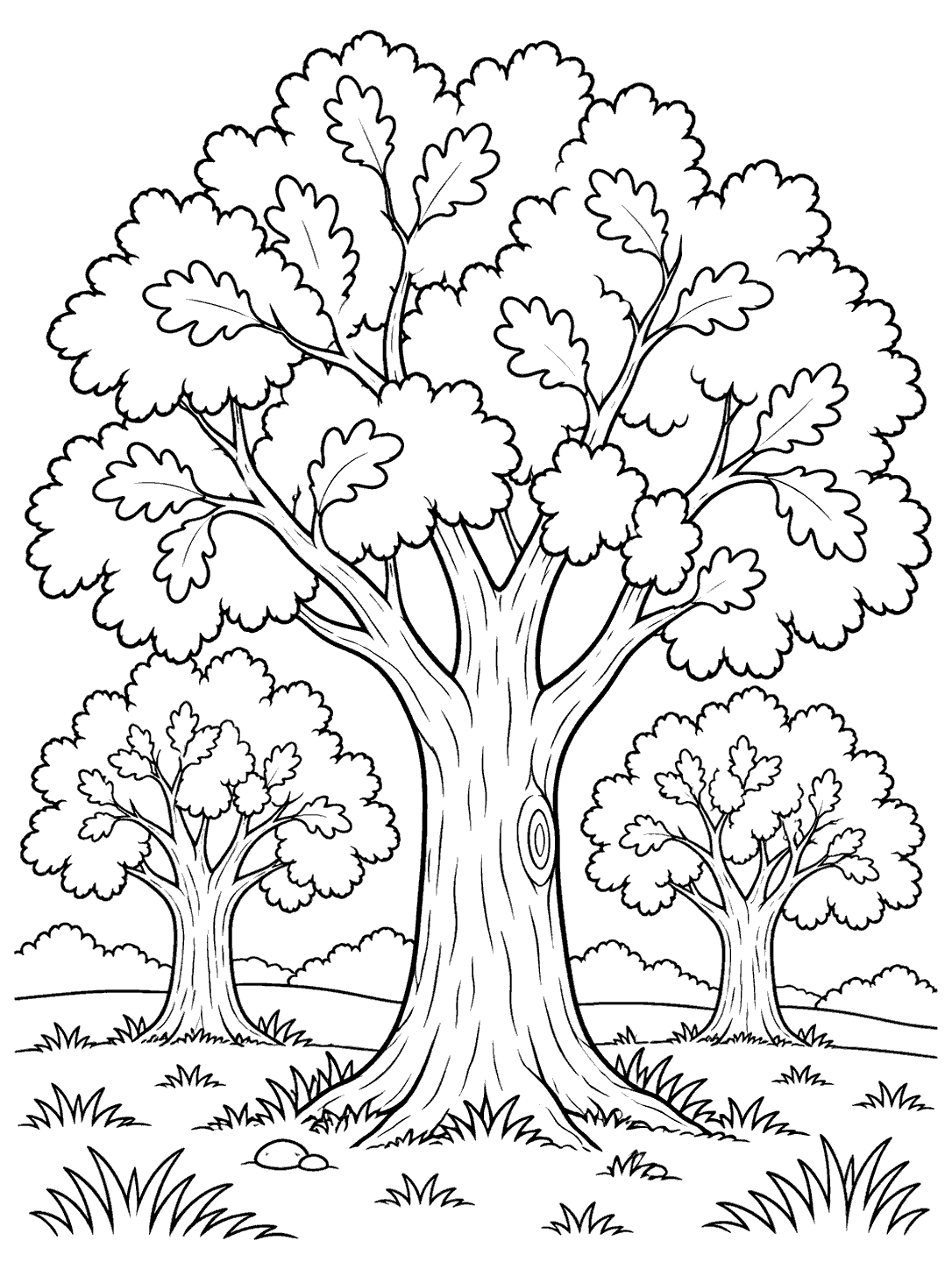 One large oak in front of two smaller oaks, with lobed canopies, visible trunks, and grassy ground.