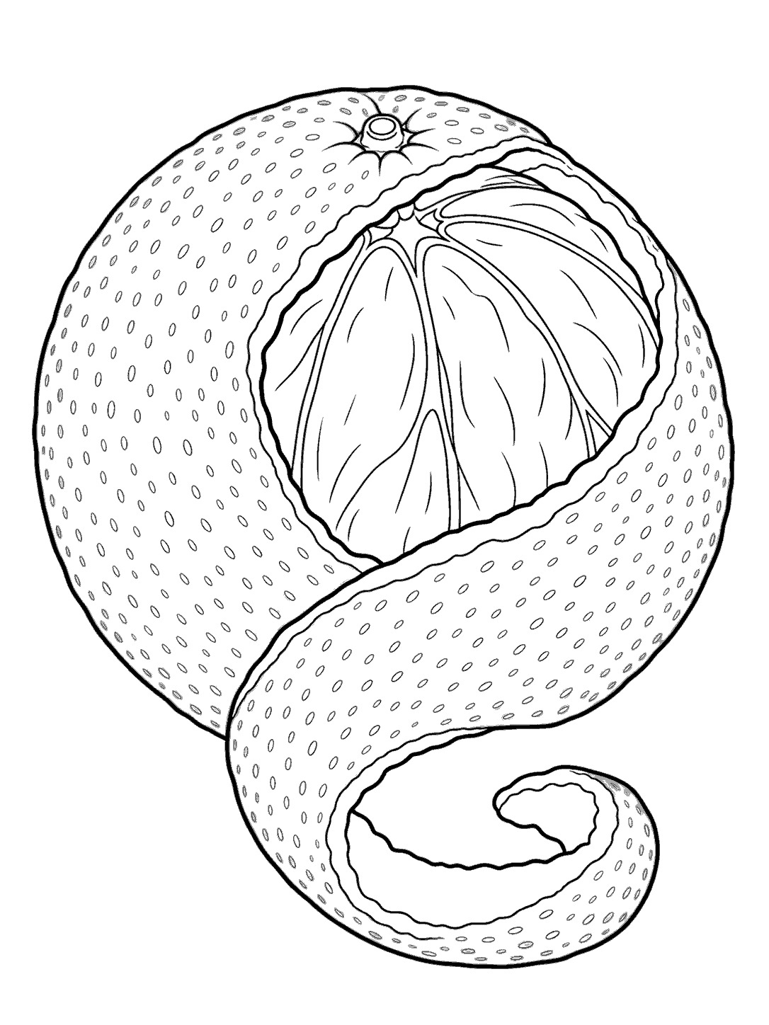 Outline drawing of a whole orange with a section of peel curling away in a broad spiral.