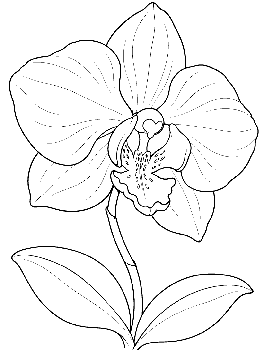 Single orchid bloom with broad petals and two leaves on a slender curved stem.