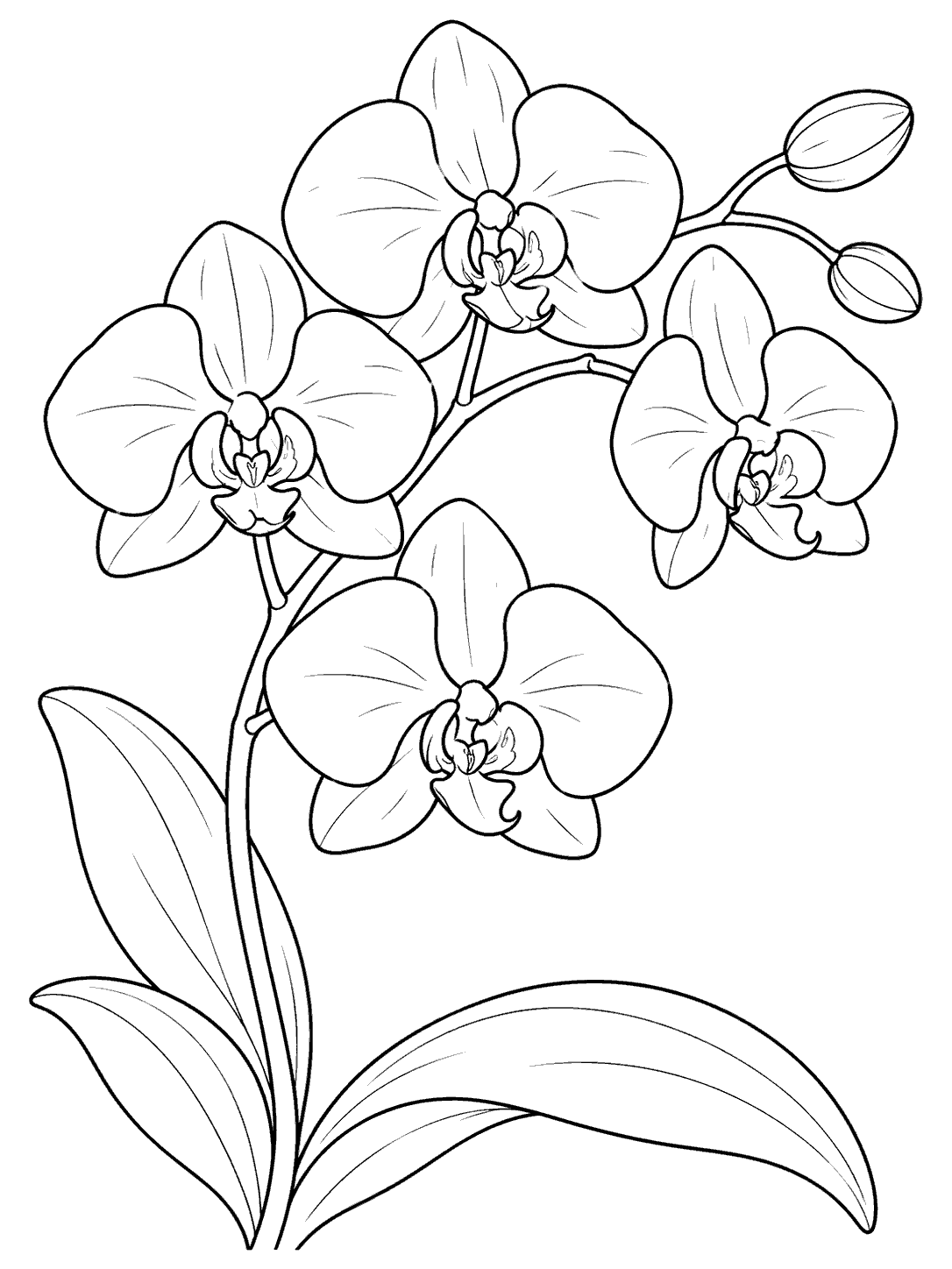 Arching spray of orchid blossoms with broad leaves and two buds