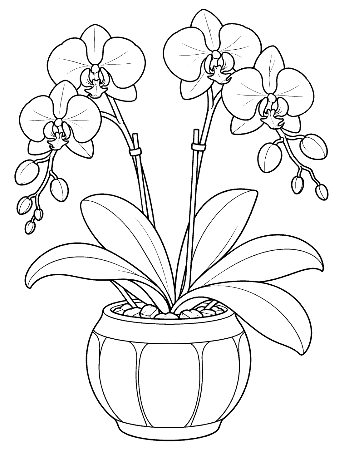 Two flowering orchid stems rise above broad leaves in a rounded decorative pot.