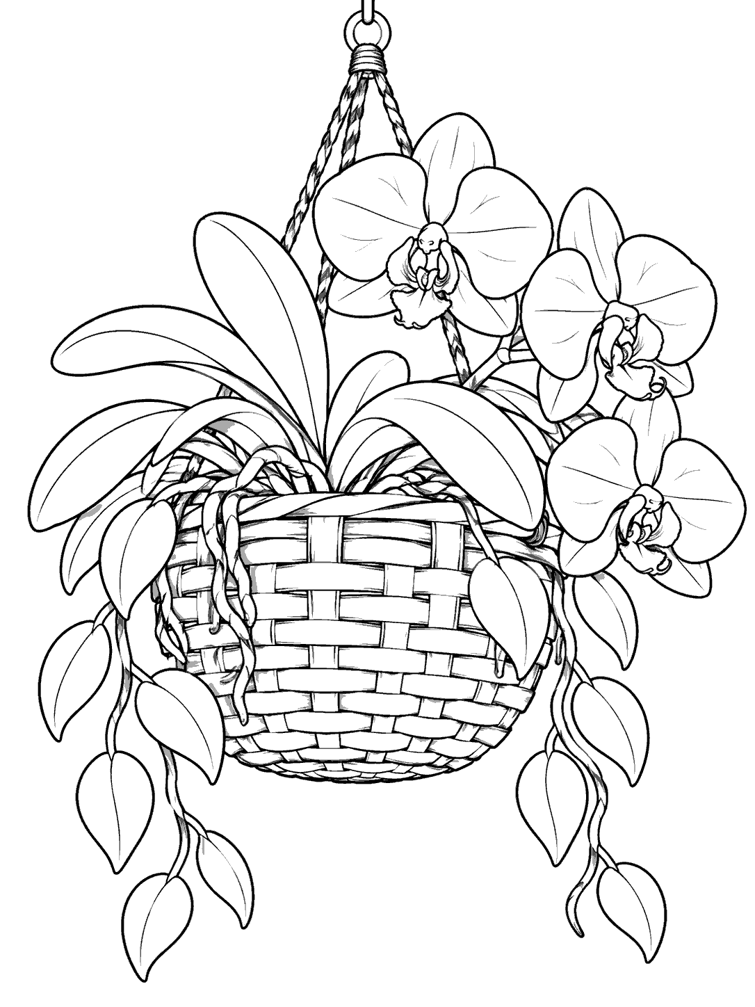 Three outlined orchid blossoms and trailing leaves spilling from a woven hanging basket