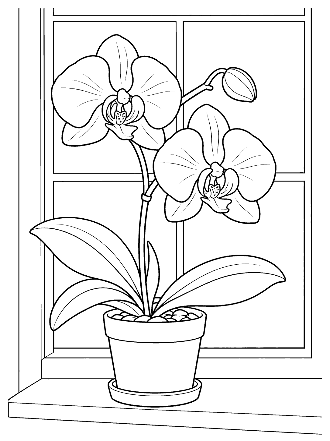 Potted orchid with two open blooms, one bud, and broad leaves in front of a four-pane window.