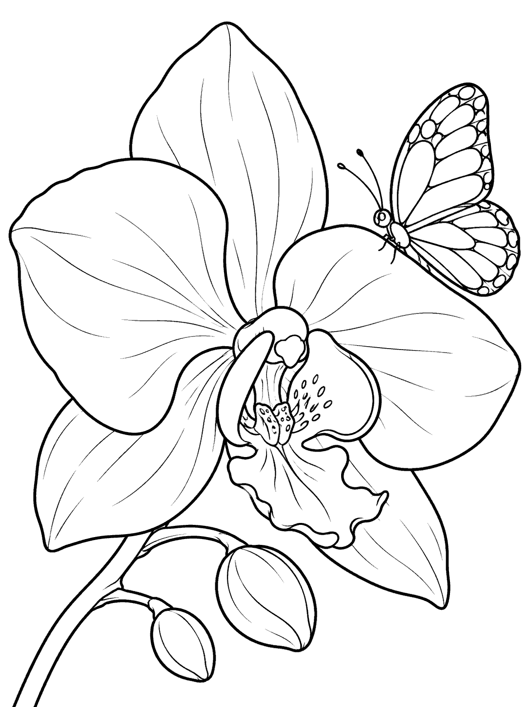 A small butterfly perched beside an oversized orchid bloom with two buds.