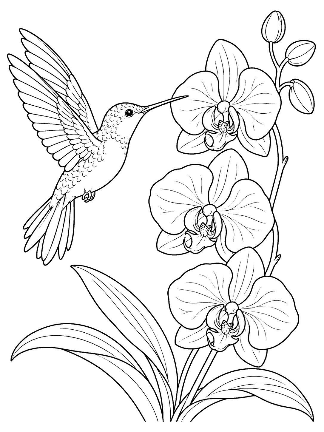 A hovering hummingbird reaches toward three open orchid blossoms, with buds and leaves on a tall stem.