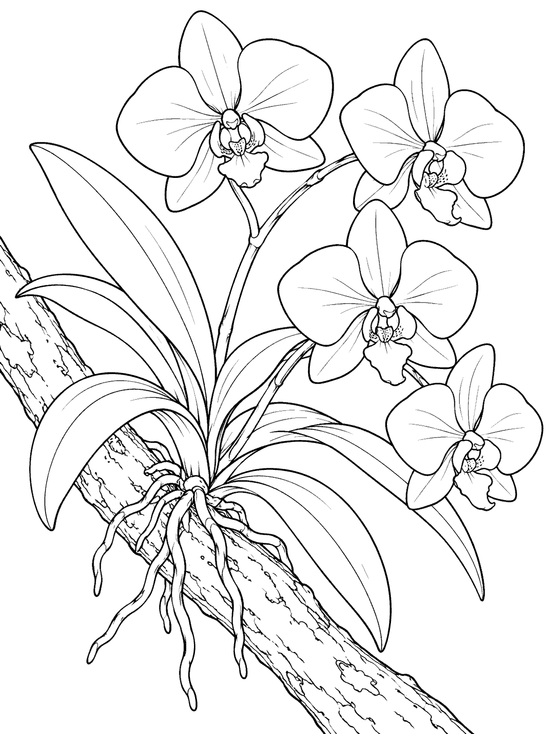 Four large orchid blossoms, long leaves, and dangling roots growing from a diagonal tree branch in black-and-white line art.