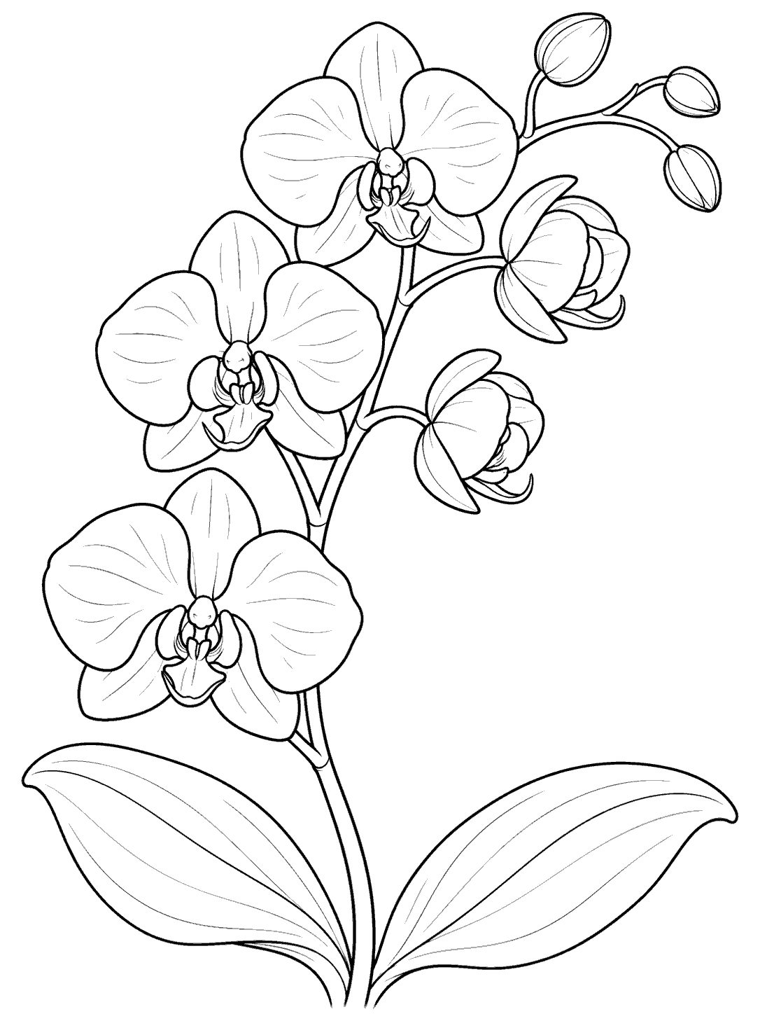 A curved orchid stem with three open blossoms, two partly opened flowers, three closed buds, and two leaves.